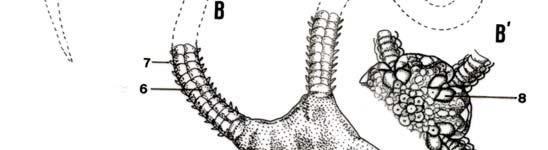 110 ARTÍCULOS DE REVISIÓN Figura 6. Esquema de las estructuras de la superficie oral (A) y de la superficie aboral (B) de Ophioderma longicauda y de la aboral (B ) de Ophiura ophiura).