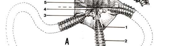 Diagram of the oral surface (A) and aboral surface (B) structures of Ophioderma longicauda and of the aboral surface (B ) of Ophiura ophiura.