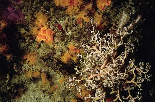 Especie de mayor profundidad, se puede encontrar a profundidades medias de 30 m, formando parte de la comunidad de coralígeno.