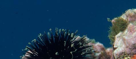 119 Especies de equinoideos más comunes en las costas andaluzas Especies observables en inmersiones con escafandra autónoma Especies observables en sustratos duros Arbacia lixula (Linnaeus, 1758).