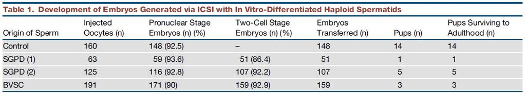 Espermatogénesis in vitro a partir de células