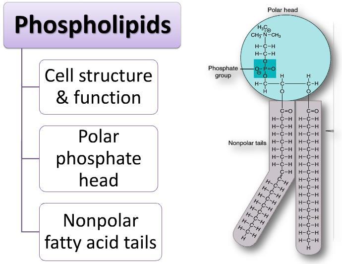Un fosfolípido es una molécula