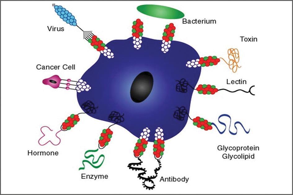 Proteínas y lípidos pueden ser glicosilados