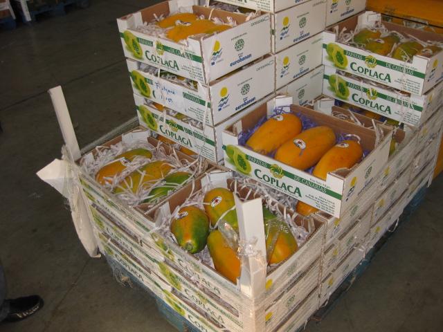 Encuesta realizada el día 5 de octubre de 2011 con todos los responsables de la venta de papaya en los