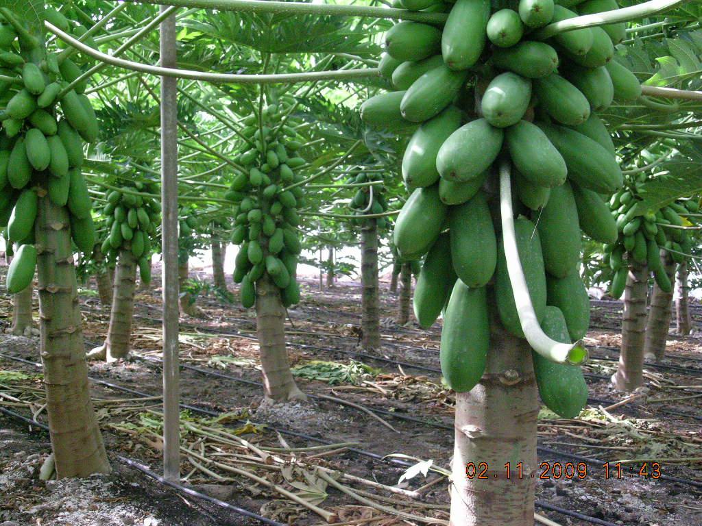 Equipo de Coplaca para el cultivo de la papaya Departamento de Calidad José Manuel