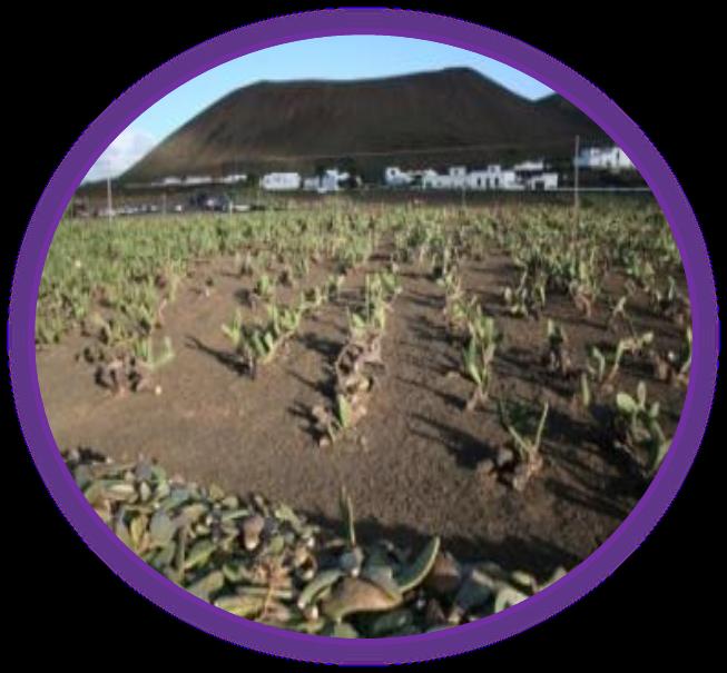 Agricultura + AGRICULTURA ECOLÓGICA - Certificación por el CRAE. - Cultivos compatibles con el medio. -Obtención de compost de tunera.