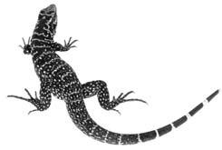En qué son diferentes Dragón acuático Los reptiles tienen piel seca y escamosa.