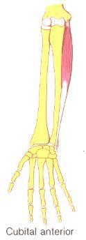 * Flexor y aductor de la mano sobre el antebrazo. * Al ser un músculo epicóndileo medial, se convierte en accesorio durante la flexión de codo 9. Supinador (corto).