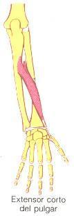 13. Abductor largo del pulgar.- * Cara posterior del radio y cúbito, por debajo del supinador corto. * Cara posterior del ligamento interóseo.