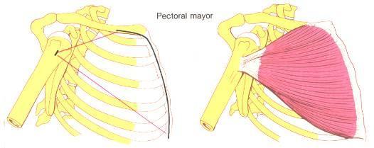3. Pectoral Mayor.- Nace: 2/3 internos del borde anterior de la clavícula. Cara anterior del esternón. Cara lateral de los 5 ó 6 primeros cartílagos costales.