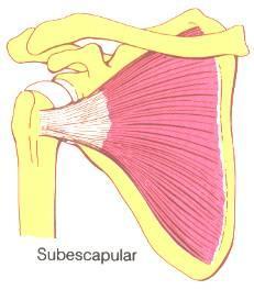 5. Subescapular.- Cara anterior del omóplato, en toda la extensión de la fosa subescapular. Parte súperomedial del tubérculo menor.