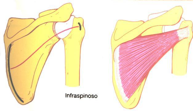 Faceta o carilla superior del tubérculo mayor del húmero. Es eficaz sobre todo al inicio de la abducción de brazo. 7. Infraespinoso.