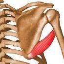 - * Apófisis espinosas y ligamentos supraespinosos correspondientes de las 6 últimas vértebras dorsales y 5 lumbares. * Cara lateral de las 4 últimas costillas. * 1/3 posterior de la cresta ilíaca.