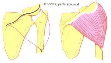 * Vértice y borde externo del acromión (fibras medias o acromiales). * Vertiente o labio inferior del borde posterior de la espina del omóplato. ( fibras posteriores o espinales).