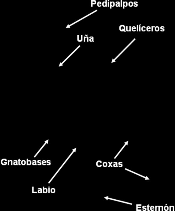 Fuente: García et al. (2007). En vista ventral, en el prosoma se observan los seis pares de apéndices característicos, los quelíceros, los pedipalpos y los cuatro pares de patas locomotoras.