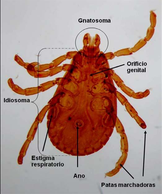 En la parte posterior del abdomen se sitúan las hileras, estructuras de origen apendicular que se presentan en número variable, de uno a cuatro pares.