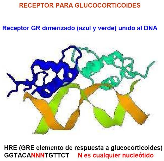 Esta diapositiva es un ejemplo en el cual tenemos el elemento de respuesta hormonal a glucocorticoides y el receptor GR con sus dos monómeros (porque cuando el