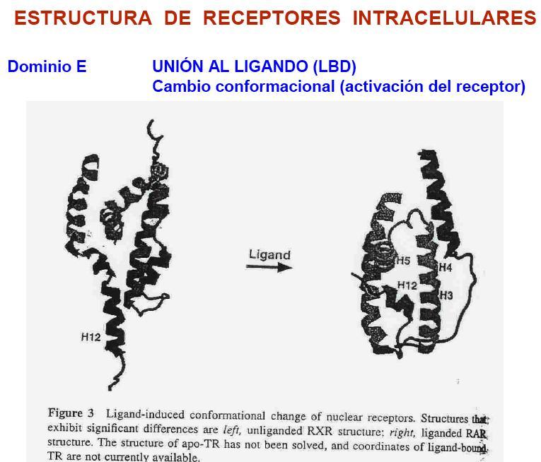 CLASIFICACIÓN DE LOS RECEPTORES INTRACELULARES SUPERFAMILIA SUBFAMILIA SUBTIPOS (de receptores) Son todos los receptores nucleares conocidos (ella dijo todos los receptores intercelulares conocidos)