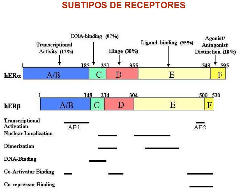 Subtipos de receptores Dentro de los subtipos de receptores tenemos: - Receptor de estrógenos alfa (herα). - Receptor de estrógenos beta (herβ).