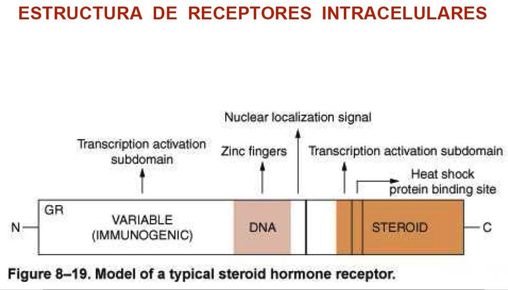 Este esquema es un ejemplo de receptor de hormonas esteroideas, en este caso, un receptor de glucocorticoides (GR).