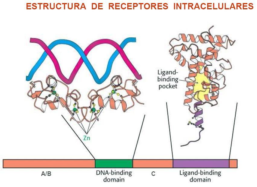 Como hemos visto en este esquema, tenemos estudios estructurales bastante detallados para poder conocer en estas proteínas qué función tiene prácticamente cada uno de sus aminoácidos.