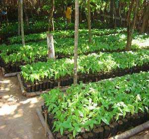 Se estudiaron las experiencias anteriores y las experiencias de otros países y se decidió promover el cultivo del cacao criollo bajo sistemas agroforestales, es decir en asociación con muchas otras