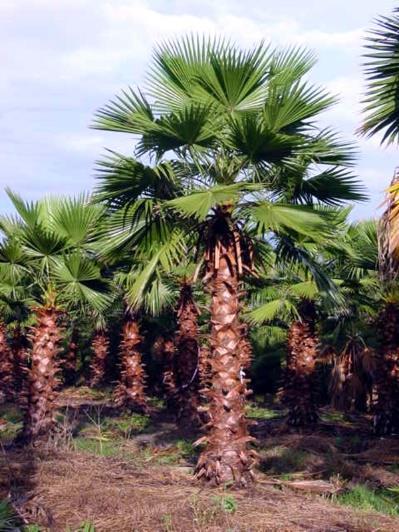 requiere exposición solar y resiste bien las sequias. (3) Imagen 2.7.- Palma canaria (Phoenix canariensis).
