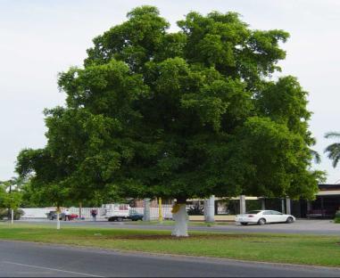Olivo negro (Bucida buceras), árbol de hoja perenne, llega a medir hasta 12 m de altura, con un diámetro
