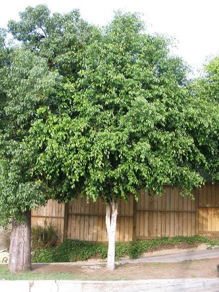 Benjamina (Ficus benjamina), árbol de hoja perenne, alcanza una altura de 20-25 m, tiene una copa ancha y frondosa, así como una velocidad de crecimiento rápida, requiere de exposición al sol pero