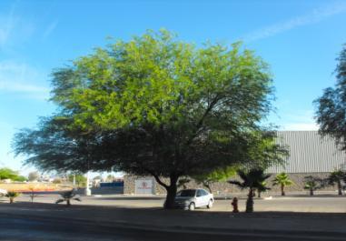 La vegetación con la que cuenta la avenida Doctor Paliza presenta las siguientes especies de árboles: Mesquite chileno hibrido (Prosopis chilenis + prosopis velutina), el
