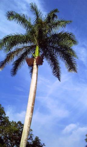 Palma real (Roystonea regia) presenta alturas de 25-40 m y un diámetro de copa de hasta 8 m, tiene una velocidad de crecimiento rápida, requiere exposición total al sol y de un riego