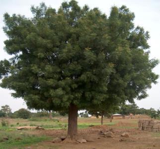 Arbol de neem (Azidarachta indica) árbol de hoja perenne, presenta alturas de 15-20 m, un diámetro de copa igual a la altura es decir de 15-20 m, requiere de exposición total al sol,