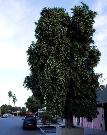 Pingüica (Ehretia tinifolia) árbol de hoja perenne, que presenta una altura de 15-25 m, un diámetro de copa de 10 m, tiene una velocidad de crecimiento rápida, requiere exposición solar, y un riego