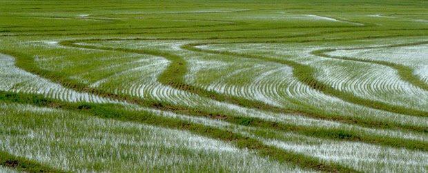 El cultivo de arroz en las marismas constituye una de las actividades económicas más
