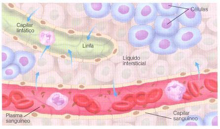 El medio interno Los unicelulares efectúan sus intercambios directamente con el medio extracelular en el que viven, pero en los pluricelulares la mayor parte de las células no