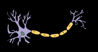 neurons,