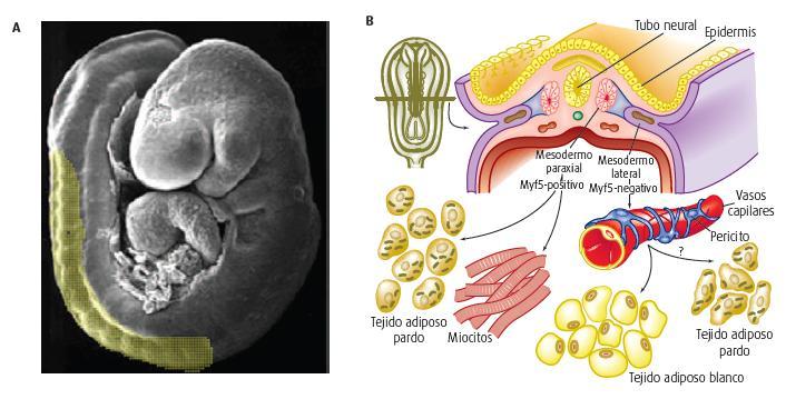Figura 7-3. A. Micrografía de un embrión humano que muestra las somitas en color amarillo.