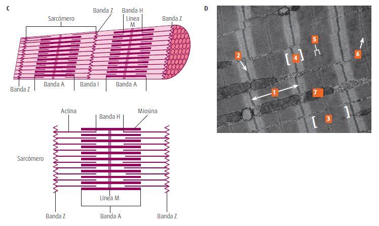 Micrografía que muestra la ultraestructura de una fibra muscular