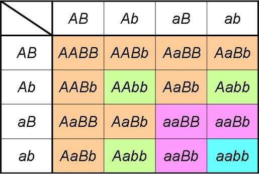 Ahora vamos a realizar el cruzamiento de la F1. Ya sabemos que cada uno de los progenitores forma cuatro tipos de gametos distintos: AB, Ab, ab y ab.