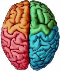 En el hemisferio derecho se encuentra la orientación, los recuerdos de cara, voces, melodías así como la conducta emocional.