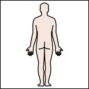 El cuerpo humano Las partes del cuerpo humano Método inglés con Pictos de