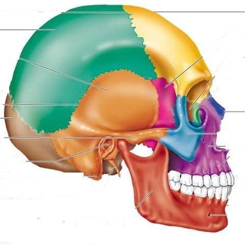 Huesos del cráneo 24 Método