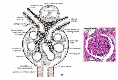 El aparato yuxtaglomerular está formado por las células de la mácula densa de la porción inicial del túbulo distal y las células yuxtaglomerulares situadas en las paredes de las arteriolas aferente y
