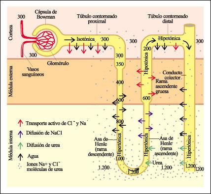 Formación de la orina Filtración glomerular Es un proceso físico que se produce en los 2 500 000 corpúsculos renales.