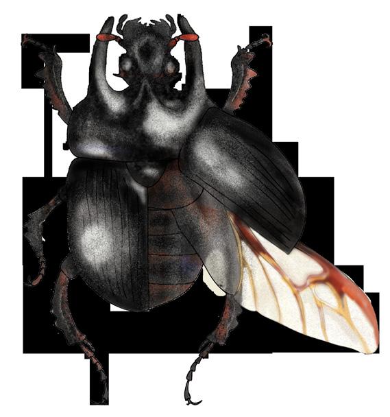 11 Llegaste al grupo de los escarabajos o coleópteros! Este grupo incluye a mariquitas, gorgojos, aceiteros y luciérnagas. Observa el coleóptero que tienes delante: Tiene el cuerpo color negro.