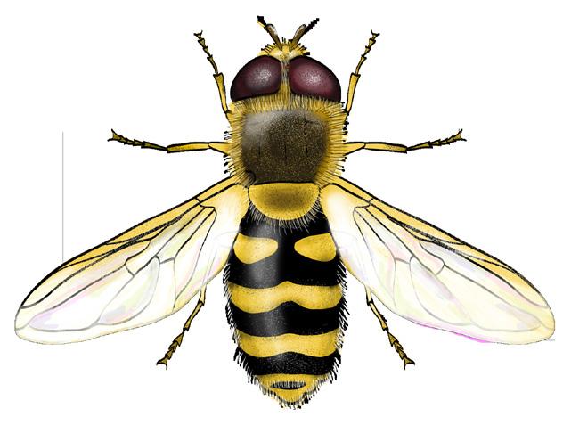 16 Observa muy bien el insecto que tienes delante: Tiene solamente 2 alas, una a cada lado del cuerpo: 17 Tiene 4 alas, dos en cada lado, o no tienen ninguna: 18 17 Estás en el grupo de