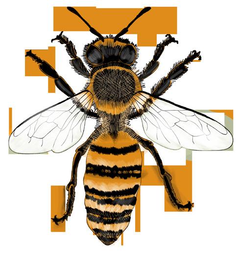 21 Has llegado al grupo de los himenópteros. Este grupo incluye las abejas de la miel, los abejorros, la abeja carpintera y muchas otras especies.