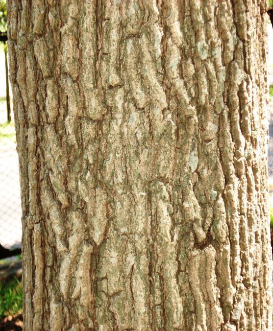 POLIDERMIS Es el tejido de protección de algunas raíces y tallos subterráneos donde el felógeno