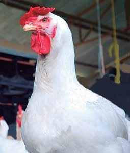AGROINDUSTRIA congreso AVICULTURA CAENA 2015 Uso de cobre orgánico como promotor de crecimiento en pollos de engorde Debido a la constante presión de la industria avícola por mejorar la