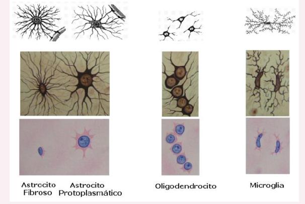 NEUROGLIA Son células auxiliares que protegen y llevan el alimento a las neuronas.